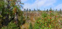 101 steinfleck - neuer wald entsteht